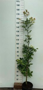 Fagus sylvatica 150-175 cm cont. 7,5L