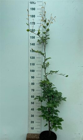 Fagus sylvatica 150-175 cm cont. 7,5L - afbeelding 2