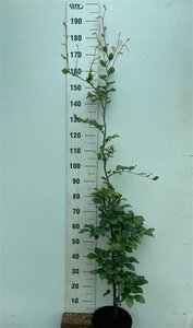 Fagus sylvatica 150-175 cm cont. 7,5L - afbeelding 2
