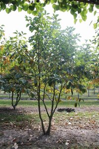 Fagus sylvatica 150-175 cm wortelgoed 3 jarig verplante zaailin