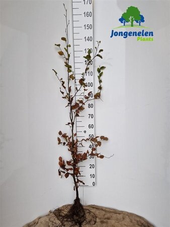 Fagus sylvatica 150-175 cm wortelgoed 3 jarig verplante zaailin