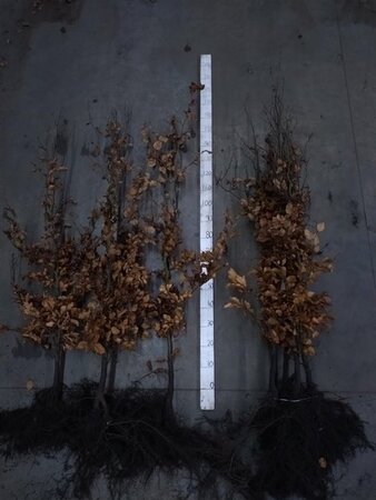 Fagus sylvatica 150-175 cm wortelgoed 3 jarig verplante zaailin - afbeelding 3