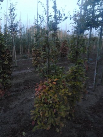 Fagus sylvatica 150-175 cm wortelgoed geveerd