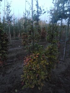 Fagus sylvatica 150-175 cm wortelgoed geveerd