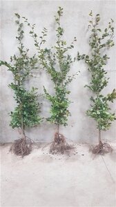 Fagus sylvatica 150-175 cm wortelgoed geveerd - afbeelding 2