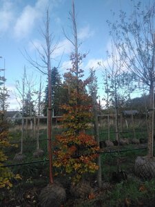 Fagus sylvatica 16-18 cm draadkluit geveerd 3 X verplant