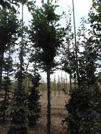 Fagus sylvatica 16-18 Hoogstam draadkluit 3 X verplant - afbeelding 1