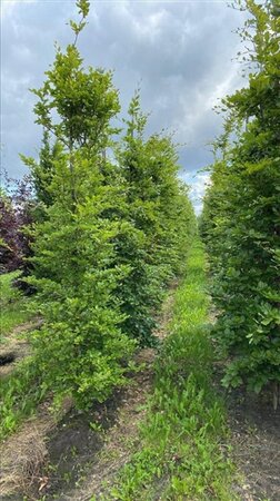 Fagus sylvatica 16-18 Hoogstam draadkluit 3 X verplant - afbeelding 8