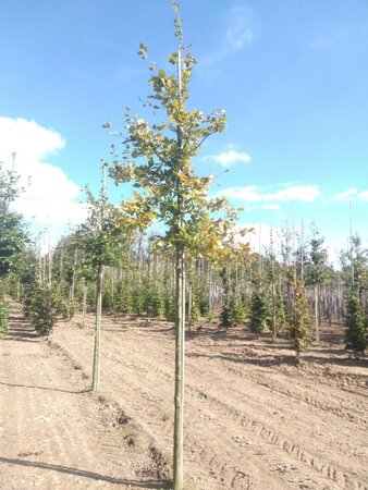 Fagus sylvatica 16-18 Hoogstam draadkluit 3 X verplant - afbeelding 3