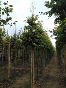 Fagus sylvatica 16-18 Hoogstam draadkluit 3 X verplant - afbeelding 4