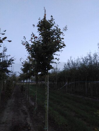 Fagus sylvatica 16-18 Hoogstam draadkluit 3 X verplant - afbeelding 6