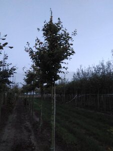 Fagus sylvatica 16-18 Hoogstam draadkluit 3 X verplant - afbeelding 6