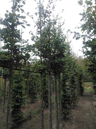 Fagus sylvatica 16-18 Hoogstam draadkluit 3 X verplant - afbeelding 5