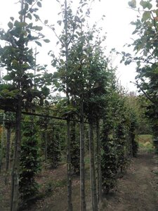 Fagus sylvatica 16-18 Hoogstam draadkluit 3 X verplant - afbeelding 5