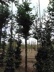 Fagus sylvatica 16-18 STA WRB 3 X V