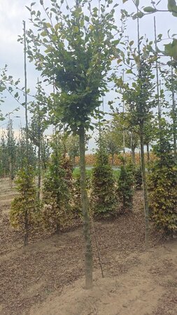 Fagus sylvatica 16-18 STA WRB 3 X V - image 2
