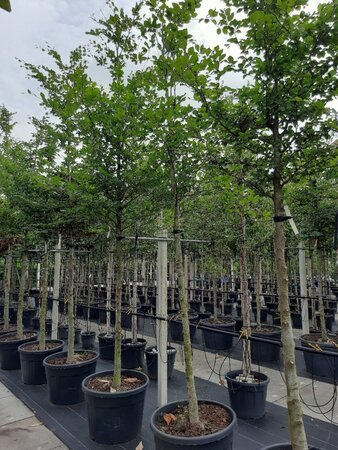 Fagus sylvatica 16-18 STA WRB 3 X V - image 13