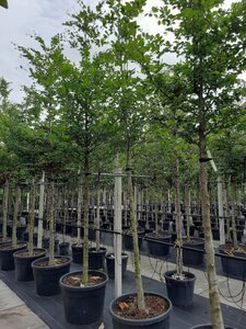 Fagus sylvatica 16-18 STA WRB 3 X V - image 13