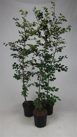 Fagus sylvatica 175-200 cm cont. 7,5L