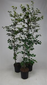 Fagus sylvatica 175-200 cm cont. 7,5L