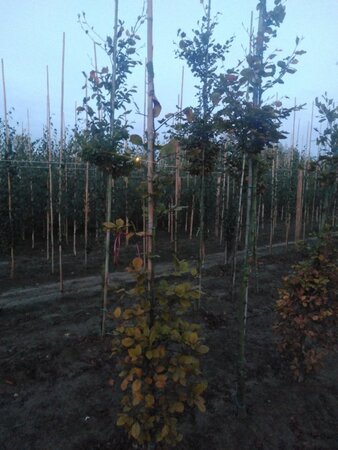 Fagus sylvatica 175-200 cm wortelgoed geveerd - afbeelding 4