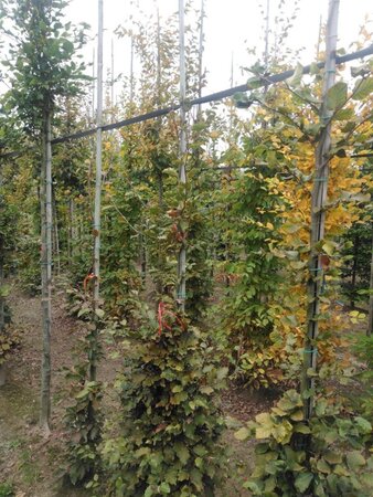 Fagus sylvatica 175-200 cm wortelgoed geveerd - afbeelding 3