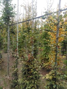Fagus sylvatica 175-200 cm wortelgoed geveerd - afbeelding 3