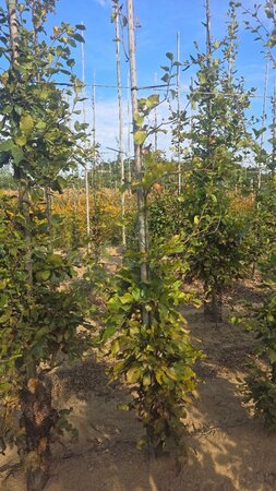 Fagus sylvatica 175-200 cm wortelgoed geveerd - afbeelding 5