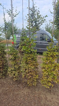 Fagus sylvatica 175-200 cm wortelgoed geveerd - afbeelding 1