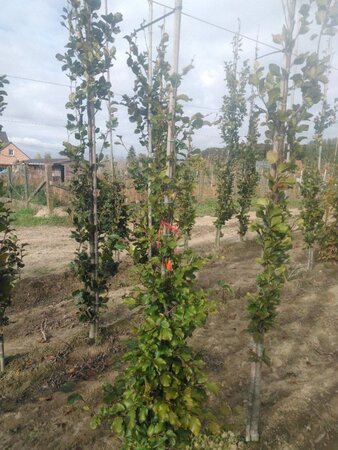 Fagus sylvatica 175-200 cm wortelgoed geveerd - afbeelding 2