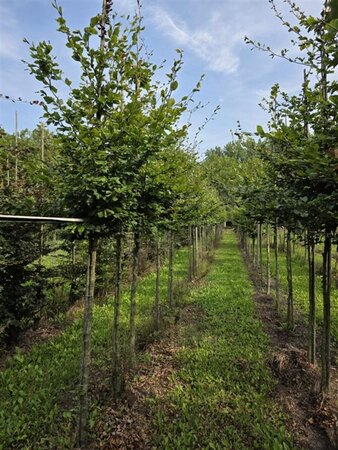 Fagus sylvatica 18-20 Hoogstam draadkluit 3 X verplant - afbeelding 7
