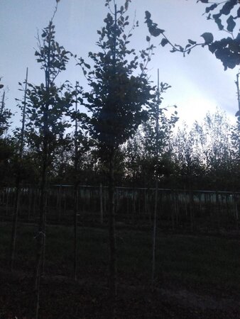 Fagus sylvatica 18-20 Hoogstam draadkluit 3 X verplant - afbeelding 11