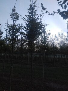 Fagus sylvatica 18-20 Hoogstam draadkluit 3 X verplant - afbeelding 11