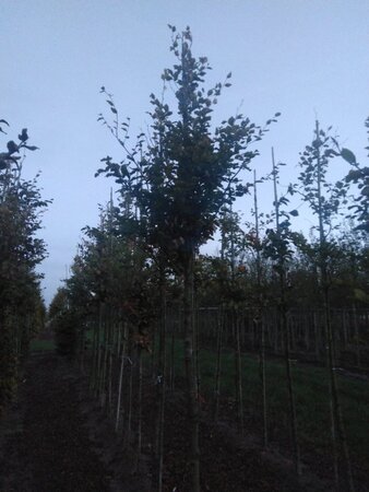 Fagus sylvatica 18-20 Hoogstam draadkluit 3 X verplant - afbeelding 10