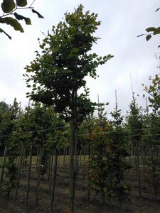 Fagus sylvatica 18-20 Hoogstam draadkluit 3 X verplant - afbeelding 7