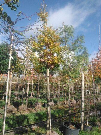 Fagus sylvatica 18-20 Hoogstam draadkluit 3 X verplant - afbeelding 6