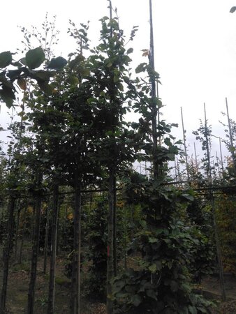 Fagus sylvatica 18-20 Hoogstam draadkluit 3 X verplant - afbeelding 8