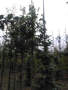 Fagus sylvatica 18-20 Hoogstam draadkluit 3 X verplant - afbeelding 8