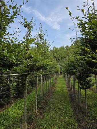 Fagus sylvatica 18-20 Hoogstam draadkluit 3 X verplant - afbeelding 5
