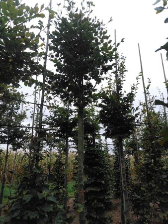 Fagus sylvatica 18-20 Hoogstam draadkluit 3 X verplant - afbeelding 9