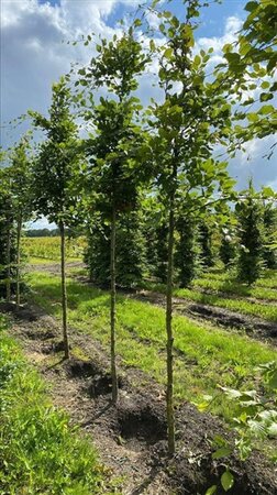 Fagus sylvatica 18-20 Hoogstam draadkluit 3 X verplant - afbeelding 2