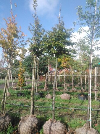 Fagus sylvatica 18-20 STA WRB 3 X V - image 5