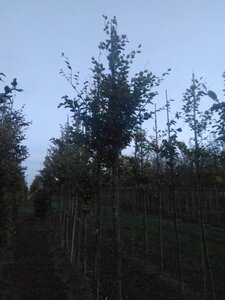 Fagus sylvatica 18-20 STA WRB 3 X V - image 10