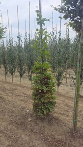 Fagus sylvatica 200-250 cm wortelgoed geveerd - afbeelding 3
