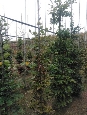 Fagus sylvatica 200-250 cm wortelgoed geveerd - afbeelding 5