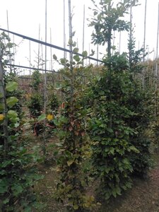 Fagus sylvatica 200-250 cm wortelgoed geveerd - afbeelding 5