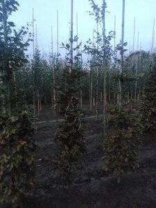 Fagus sylvatica 200-250 cm wortelgoed geveerd - afbeelding 6
