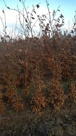 Fagus sylvatica 200-250 cm wortelgoed geveerd - afbeelding 1