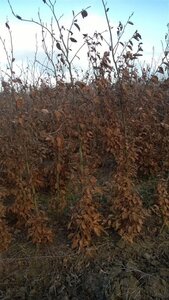 Fagus sylvatica 200-250 cm wortelgoed geveerd