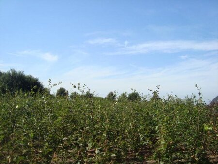 Fagus sylvatica 200-250 cm wortelgoed geveerd - afbeelding 2